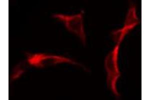 ABIN6274628 staining Hela cells by IF/ICC. (COL25A1 anticorps  (N-Term))