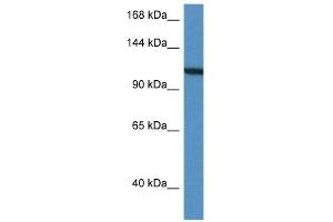 Western Blot showing VCL antibody used at a concentration of 1 ug/ml against HepG2 Cell Lysate (Vinculin anticorps  (C-Term))