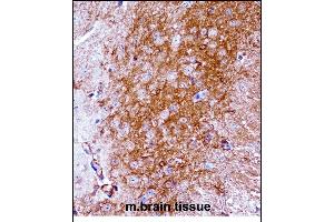 Mouse Ntrk2 Antibody (Center) ((ABIN657851 and ABIN2846812))immunohistochemistry analysis in formalin fixed and paraffin embedded mouse brain tissue followed by peroxidase conjugation of the secondary antibody and DAB staining. (TRKB anticorps  (AA 343-372))