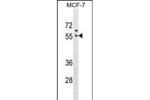GORASP1 Antibody (Center) (ABIN1538688 and ABIN2849504) western blot analysis in MCF-7 cell line lysates (35 μg/lane).