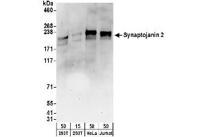 anti-Synaptojanin 2 (SYNJ2) (AA 1275-1325) antibody