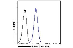(ABIN570827) Flow cytometric analysis of paraformaldehyde fixed HeLa cells (blue line), permeabilized with 0. (IKZF4 anticorps  (Internal Region))