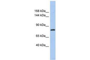 Image no. 1 for anti-Kelch-Like 32 (KLHL32) (C-Term) antibody (ABIN6741138) (KLHL32 anticorps  (C-Term))