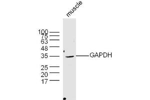 Mouse muscle lysates probed with Rabbit Anti-GAPDH Polyclonal Antibody  at 1:300 overnight at 4˚C. (GAPDH anticorps  (AA 101-200))