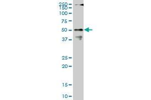 CPSF6 monoclonal antibody (M07), clone 1C5.