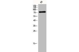 Western Blot analysis of KB cells using FSHR Polyclonal Antibody (FSHR anticorps  (Internal Region))