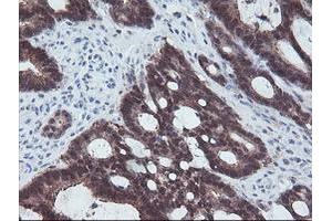 Image no. 6 for anti-Aminoacylase 1 (ACY1) antibody (ABIN1496455) (Aminoacylase 1 anticorps)