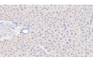 Detection of ANGPTL6 in Mouse Liver Tissue using Polyclonal Antibody to Angiopoietin Like Protein 6 (ANGPTL6) (ANGPTL6 anticorps  (AA 238-457))