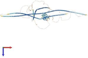 AlphaFold protein structure predicition of Mouse Recombinant Ccdc88b Protein, UniprotID Q4QRL3