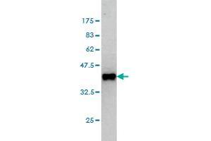 Western Blot detection against Immunogen (36.