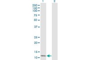 Western Blot analysis of SH2D1B expression in transfected 293T cell line by SH2D1B MaxPab polyclonal antibody. (SH2D1B anticorps  (AA 1-132))