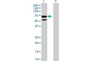 Western Blot analysis of CLUL1 expression in transfected 293T cell line by CLUL1 MaxPab polyclonal antibody. (CLUL1 anticorps  (AA 1-466))