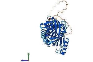 AlphaFold protein structure predicition of Mouse Recombinant Serpinb12 Protein, UniprotID Q9D7P9