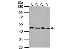 WB Image FEN1 antibody detects FEN1 protein by Western blot analysis.