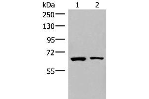 Western blot analysis of Raji and PC3 cell lysates using ZNF85 Polyclonal Antibody at dilution of 1:400 (ZNF85 anticorps)