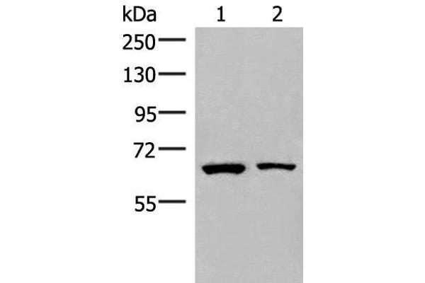 ZNF85 anticorps
