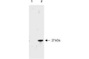Image no. 1 for anti-Red Fluorescent Protein (RFP) antibody (Biotin) (ABIN401226)