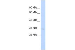NFKBIA antibody (70R-10440) used at 0. (NFKBIA anticorps  (N-Term))