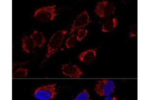 Confocal immunofluorescence analysis of U2OS cells using MRPS31 Polyclonal Antibody at dilution of 1:200. (MRPS31 anticorps)