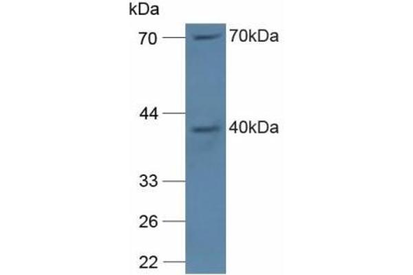 NCF4 anticorps  (AA 111-339)