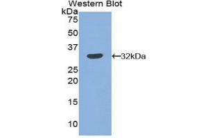 Western Blotting (WB) image for anti-Plasminogen Activator Inhibitor 2 (SERPINB2) (AA 68-313) antibody (ABIN1860121) (SERPINB2 anticorps  (AA 68-313))