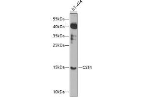 Western blot analysis of extracts of BT-474 cells, using CST4 antibody (ABIN6127736, ABIN6139152, ABIN6139153 and ABIN6224140) at 1:1000 dilution.