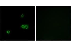 Immunofluorescence (IF) image for anti-Membrane-Associated Ring Finger (C3HC4) 5 (MARCH5) (AA 21-70) antibody (ABIN2890286) (MARCH5 anticorps  (AA 21-70))