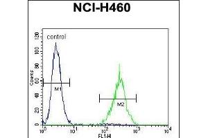 SOX1 Antibody (N-term) (ABIN655709 and ABIN2845160) flow cytometric analysis of NCI- cells (right histogram) compared to a negative control cell (left histogram).