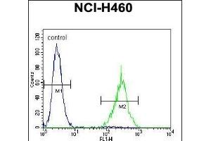 SOX1 Antibody (N-term) (ABIN655709 and ABIN2845160) flow cytometric analysis of NCI- cells (right histogram) compared to a negative control cell (left histogram). (SOX1 anticorps  (N-Term))