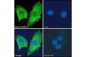 ABIN190899 Immunofluorescence analysis of paraformaldehyde fixed HepG2 cells, permeabilized with 0.