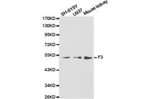 Western Blotting (WB) image for anti-Coagulation Factor III (thromboplastin, Tissue Factor) (F3) antibody (ABIN1872628) (Tissue factor anticorps)