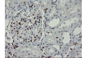 Immunohistochemistry (IHC) image for anti-GTPase, IMAP Family Member 4 (GIMAP4) antibody (ABIN1498460)