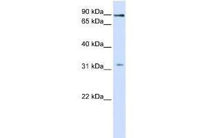 WB Suggested Anti-LRRC8B Antibody Titration:  1 ug/ml  Positive Control:  Fetal liver cell lysate