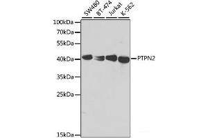 Western blot analysis of extracts of various cell lines using PTPN2 Polyclonal Antibody at dilution of 1:1000. (PTPN2 anticorps)