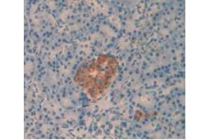 IHC-P analysis of Human Pancreas Tissue, with DAB staining. (Amylin/DAP anticorps)