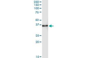 Immunoprecipitation of STX11 transfected lysate using anti-STX11 MaxPab rabbit polyclonal antibody and Protein A Magnetic Bead , and immunoblotted with STX11 purified MaxPab mouse polyclonal antibody (B01P) .
