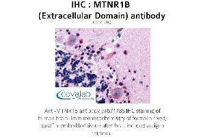 Image no. 1 for anti-Melatonin Receptor 1B (MTNR1B) (3rd Extracellular Domain) antibody (ABIN1737118) (Melatonin Receptor 1B anticorps  (3rd Extracellular Domain))