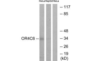 Western blot analysis of extracts from HeLa cells and HepG2 cells, using OR4C6 antibody. (OR4C6 anticorps  (Internal Region))