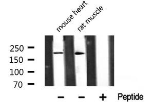 Western blot analysis of TAF1 Antibody expression in mouse heart and rat muscle tissues lysates. (TAF1 anticorps  (Internal Region))