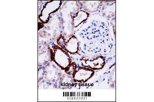 UMOD Antibody immunohistochemistry analysis in formalin fixed and paraffin embedded human kidney tissue followed by peroxidase conjugation of the secondary antibody and DAB staining. (Uromodulin anticorps  (AA 352-380))