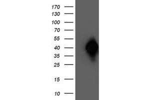 Western Blotting (WB) image for anti-N-Acyl Phosphatidylethanolamine phospholipase D (NAPEPLD) antibody (ABIN1499645) (NAPEPLD anticorps)
