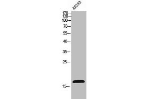 Western Blot analysis of AD293 cells using FUNDC1 Polyclonal Antibody (FUNDC1 anticorps  (N-Term))