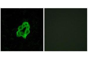 Immunofluorescence (IF) image for anti-Brain-Specific Angiogenesis Inhibitor 1 (BAI1) (Internal Region) antibody (ABIN6301192) (BAI1 anticorps  (Internal Region))