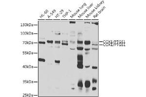 Western blot analysis of extracts of various cell lines, using COX1/COX1/PTGS1 antibody (ABIN6130124, ABIN6146413, ABIN6146414 and ABIN6223187) at 1:1000 dilution.