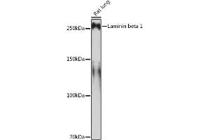 Western blot analysis of extracts of Rat lung, using Laminin beta 1 Rabbit mAb (ABIN7268185) at 1:1000 dilution.