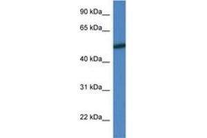 Image no. 1 for anti-Mitogen-Activated Protein Kinase 10 (MAPK10) (AA 25-74) antibody (ABIN6746529) (MAPK10 anticorps  (AA 25-74))