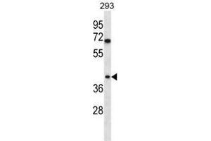 TOR1B Antibody (C-term) western blot analysis in 293 cell line lysates (35 µg/lane). (TOR1B anticorps  (C-Term))