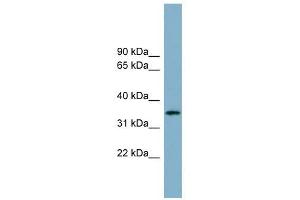 ApoH antibody used at 1 ug/ml to detect target protein. (APOH anticorps)