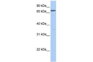 ZNF548 antibody used at 0. (ZNF548 anticorps  (N-Term))