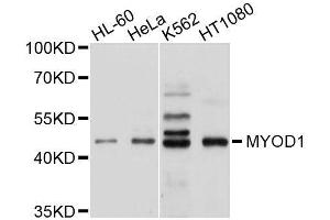 Western blot analysis of extracts of various cell lines, using MYOD1 antibody. (MYOD1 anticorps  (AA 150-250))